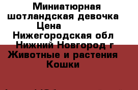 Миниатюрная шотландская девочка › Цена ­ 5 000 - Нижегородская обл., Нижний Новгород г. Животные и растения » Кошки   